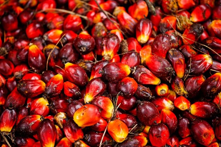 palm oil business