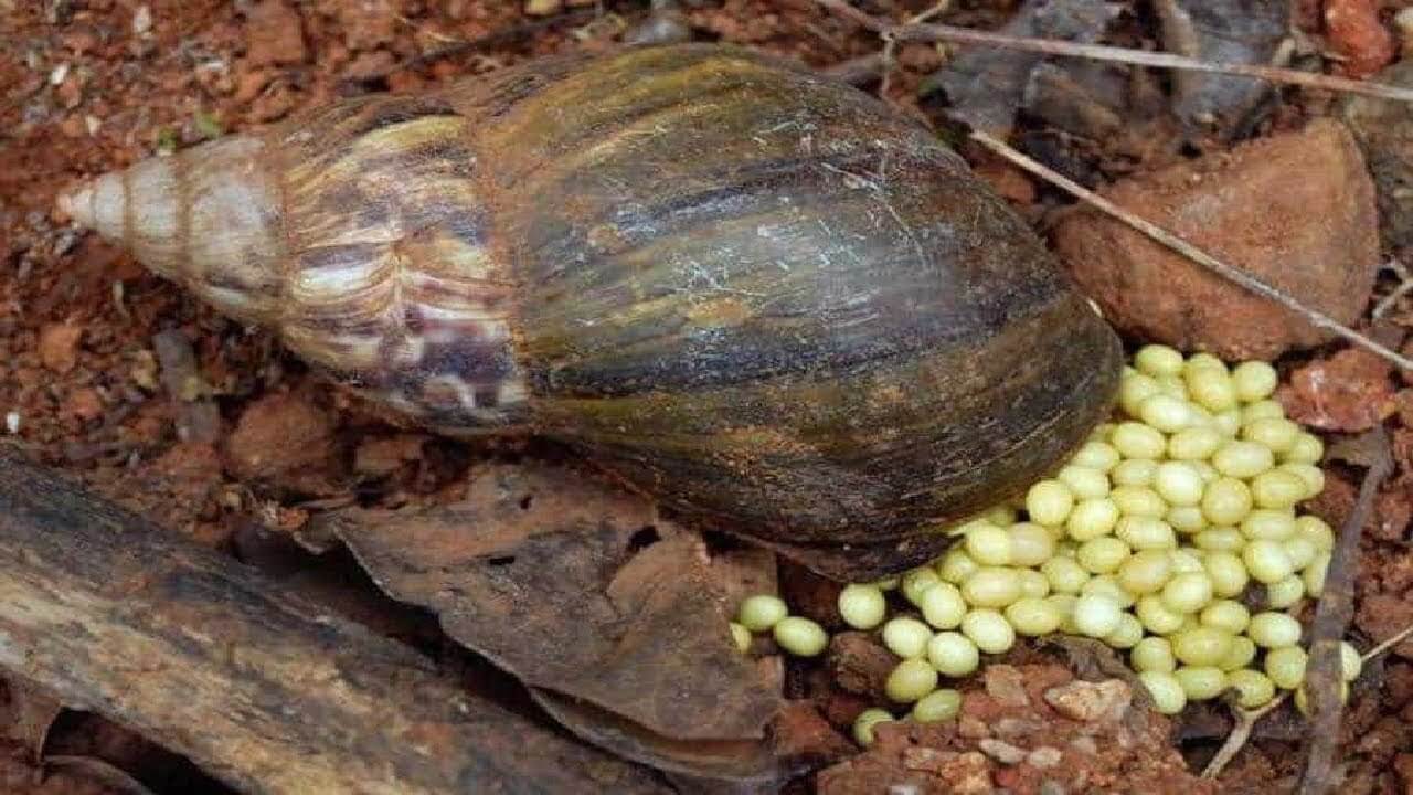 Snail farming business in Nigeria