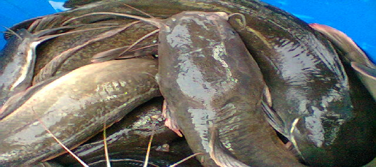 How to start catfish farming business in Nigeria MakeMoney.ng