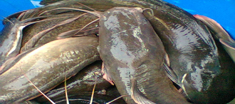 How to start catfish farming business in Nigeria