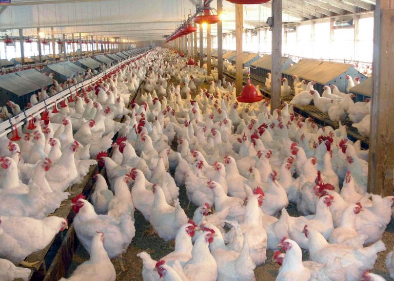 How to start poultry farming business in Nigeria