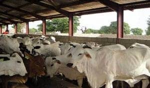 How to a start Cattle farming business in Nigeria