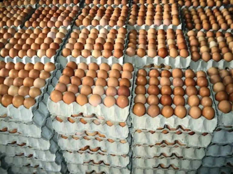 Egg supply business in Nigeria