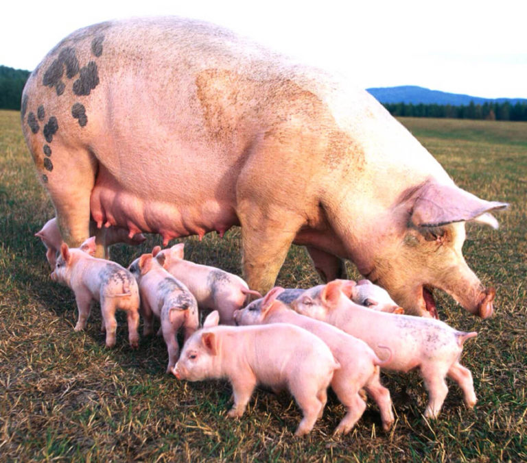 pig farming business in Nigeria