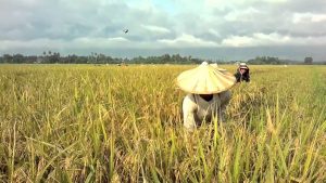 How to start rice farming in Nigeria