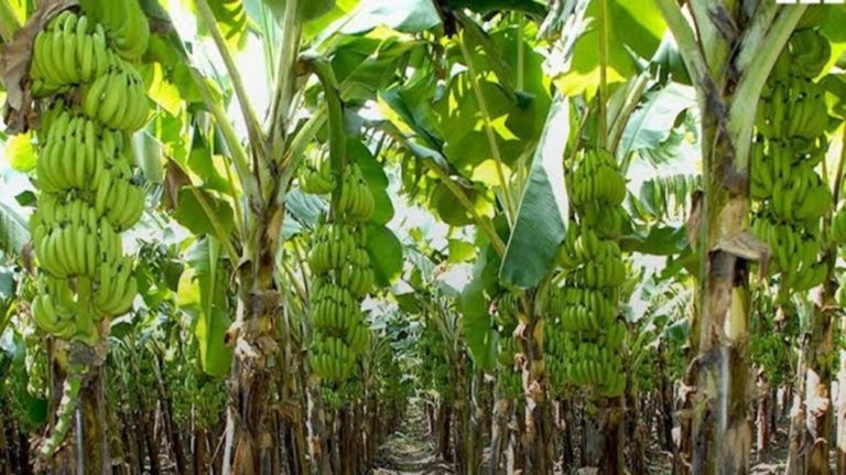 plantain farming business