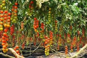 Tomato farming business